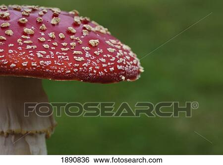 fly agaric (amanita muscaria) mushroom; northumberland, england View Large Photo Image Stock Photograph - fly agaric (amanita muscaria) mushroom; northumberland, england. Fotosearch