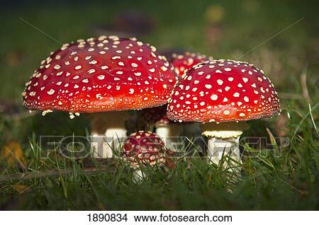 fly agaric (amanita muscaria) mushrooms growing in the grass; northumberland, england View Large Photo Image Picture - fly agaric (amanita muscaria) mushrooms growing in the grass; northumberland, england. Fotosearch