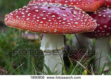 fly agaric mushrooms (amanita muscaria) growing in the grass; northumberland, england View Large Photo Image Stock Photograph - fly agaric mushrooms (amanita muscaria) growing in the grass; northumberland, england. Fotosearch