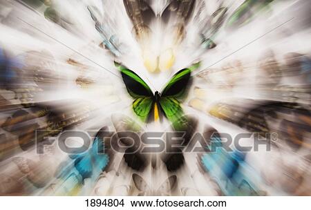Picture - focus on a green butterfly with images of butterflies surrounding it. Fotosearch