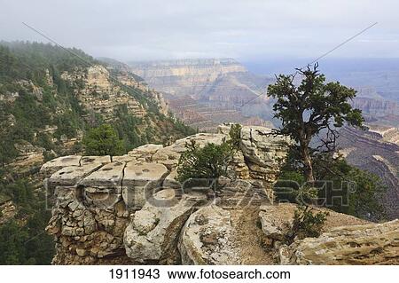 foggy morning in the grand canyon; arizona, united states of america View Large Photo Image Stock Image - foggy morning in the grand canyon; arizona, united states of america. Fotosearch