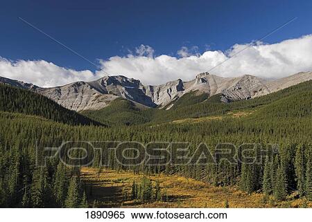 Stock Photography - forest in the rocky mountains; alberta, canada. Fotosearch