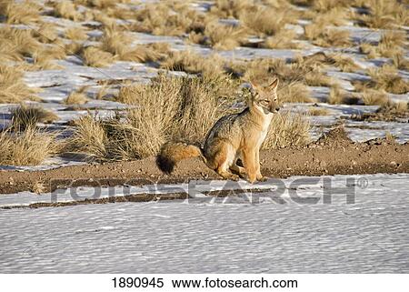 fox in the snow and sunset light; salta, argentina View Large Photo Image Stock Photography - fox in the snow and sunset light; salta, argentina. Fotosearch