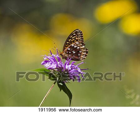 fritillary butterfly feeding on a horsemint blossom, with black-eyed susan blossoms forming highlights in the background; new mexico, united states of america View Large Photo Image Stock Photograph - fritillary butterfly feeding on a horsemint blossom, with black-eyed susan blossoms forming highlights in the background; new mexico, united states of america. Fotosearch