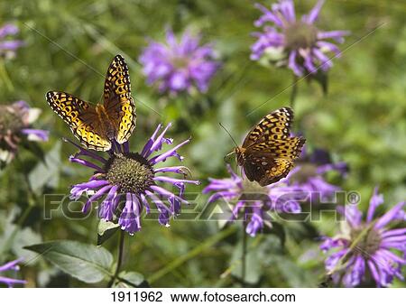 fritillary butterfly feeding on horesemint blossom as a second butterfly approaches in flight; new mexico, united states of america View Large Photo Image Stock Image - fritillary butterfly feeding on horesemint blossom as a second butterfly approaches in flight; new mexico, united states of america. Fotosearch