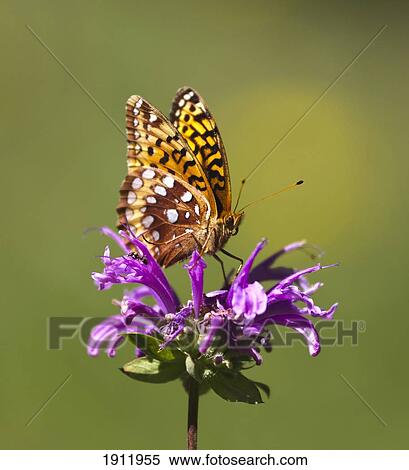 Stock Photography - fritillary butterfly on a horsemint blossom; new mexico, united states of america. Fotosearch