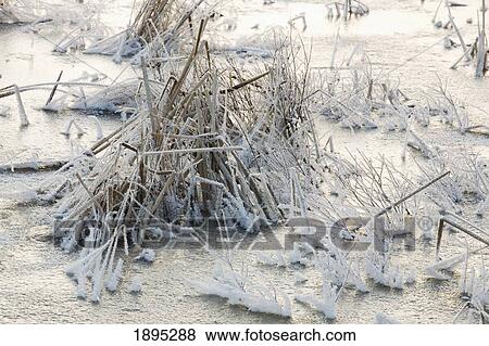 frost covered grass in a pond; ely, minnesota, united states of america View Large Photo Image Stock Photo - frost covered grass in a pond; ely, minnesota, united states of america. Fotosearch