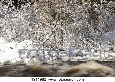frost, snow and ice along a river; thunder bay, ontario, canada View Large Photo Image Stock Image - frost, snow and ice along a river; thunder bay, ontario, canada. Fotosearch