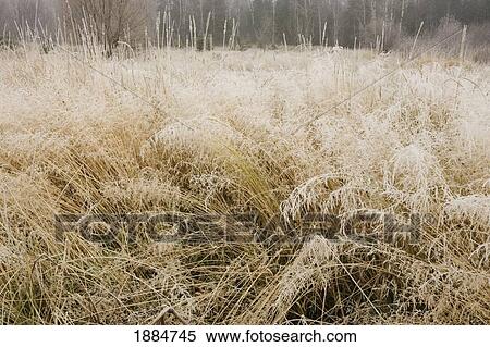 Stock Photography - frosty grass; thunder bay, ontario, canada. Fotosearch