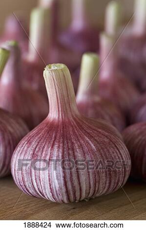 garlic bulbs View Large Photo Image Picture - garlic bulbs. Fotosearch