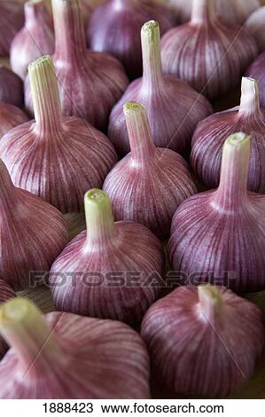 garlic bulbs View Large Photo Image Stock Image - garlic bulbs. Fotosearch
