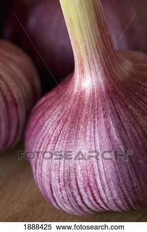 garlic bulbs View Large Photo Image Stock Photography - garlic bulbs. Fotosearch