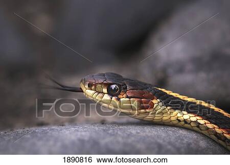 garter snake (thamnophis) shows it's forked tongue; price creek, british columbia, canada View Large Photo Image Stock Photograph - garter snake (thamnophis) shows it's forked tongue; price creek, british columbia, canada. Fotosearch
