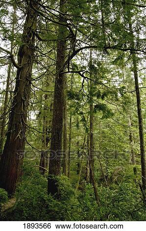 giant sequoia redwood trees in a lush, green forest; tofino, british columbia, canada View Large Photo Image Stock Photograph - giant sequoia redwood trees in a lush, green forest; tofino, british columbia, canada. Fotosearch