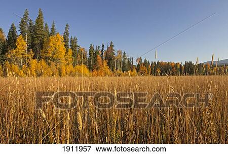 Stock Photo - golden autumn grass in an alpine meadow flanked by aspens and a conifer forest in the greater yellowstone ecosystem; wyoming, united states of america. Fotosearch