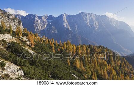 Picture - golden larches and the julian alps from the mangart pass; mangart, goriska, slovania. Fotosearch
