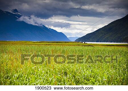 Stock Image - grass in the tidal flats and chilkat mountains with a view of taiya river; skagway, alaska, united states of america. Fotosearch