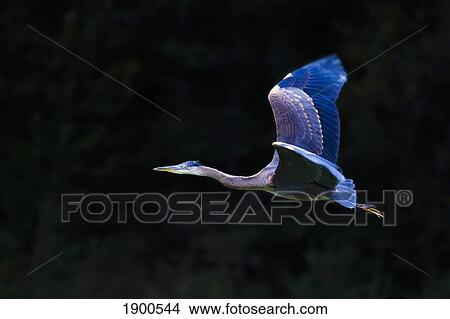 great blue heron (ardea herodias) in flight; skagway, alaska, united states of america View Large Photo Image Picture - great blue heron (ardea herodias) in flight; skagway, alaska, united states of america. Fotosearch