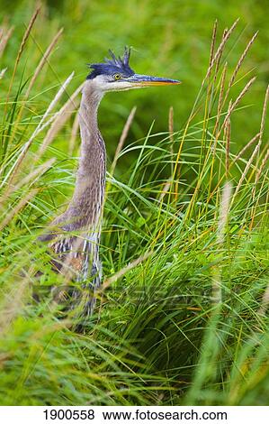great blue heron (ardea herodias) standing in the tall grass; skagway, alaska, united states of america View Large Photo Image Stock Photo - great blue heron (ardea herodias) standing in the tall grass; skagway, alaska, united states of america. Fotosearch