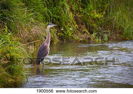 great blue heron (ardea herodias) standing at the water's edge by tall grass; skagway, alaska, united states of america View Large Photo Image Stock Photograph - great blue heron (ardea herodias) standing at the water's edge by tall grass; skagway, alaska, united states of america. Fotosearch