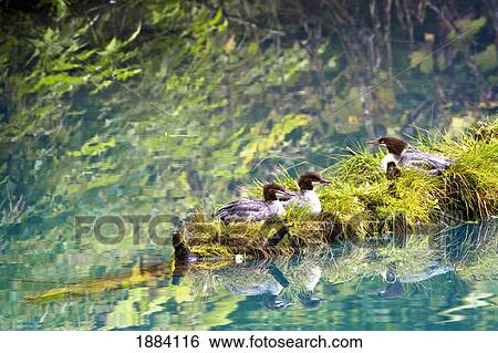 grebe (podicipedidae) birds sitting on a log on fish creek; hyder, alaska, united states of america View Large Photo Image Stock Photograph - grebe (podicipedidae) birds sitting on a log on fish creek; hyder, alaska, united states of america. Fotosearch