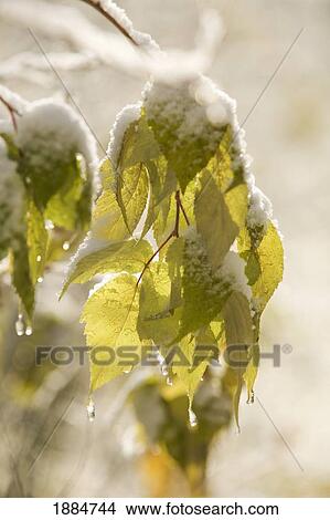 Picture - green leaves covered with snow and ice; thunder bay, ontario, canada. Fotosearch