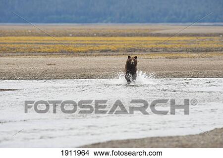 grizzly bear (ursus arctos horribilis) running through a stream; tenakee springs, alaska, united states of america View Large Photo Image Picture - grizzly bear (ursus arctos horribilis) running through a stream; tenakee springs, alaska, united states of america. Fotosearch