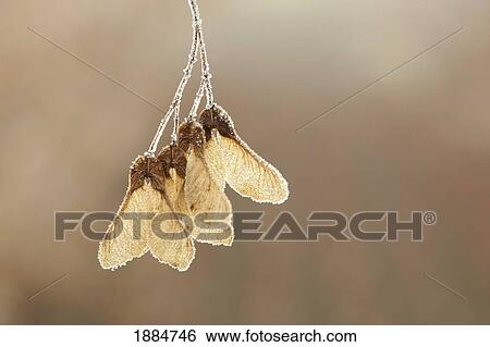 hanging seed pod covered with frost; thunder bay, ontario, canada View Large Photo Image Stock Photograph - hanging seed pod covered with frost; thunder bay, ontario, canada. Fotosearch