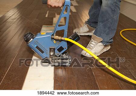 hardwood installation for a home renovation; st. albert, alberta, canada View Large Photo Image Stock Image - hardwood installation for a home renovation; st. albert, alberta, canada. Fotosearch