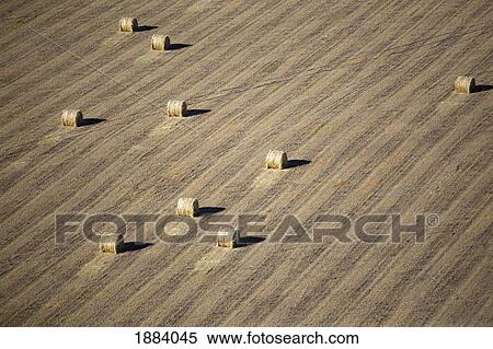 Stock Photography - hay bales in a harvested field; alberta, canada. Fotosearch