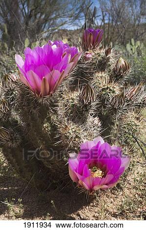 hedgehog cactus (echinocereus engelmannii) blossoms; arizona, united states of america View Large Photo Image Picture - hedgehog cactus (echinocereus engelmannii) blossoms; arizona, united states of america. Fotosearch