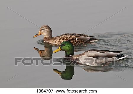 hen and drake mallards at hawrelak park; edmonton, alberta, canada View Large Photo Image Stock Photo - hen and drake mallards at hawrelak park; edmonton, alberta, canada. Fotosearch