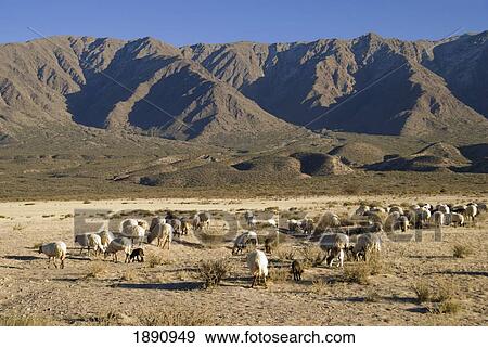 herd of sheep grazing; cafayate, salta, argentina View Large Photo Image Stock Photo - herd of sheep grazing; cafayate, salta, argentina. Fotosearch