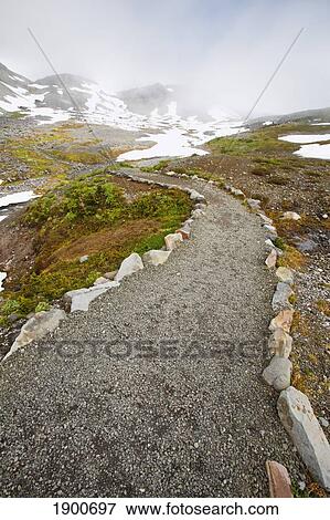 hiking trail in the morning fog in paradise park in mt. rainier national park; washington, united states of america View Large Photo Image Stock Photo - hiking trail in the morning fog in paradise park in mt. rainier national park; washington, united states of america. Fotosearch