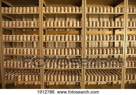 Stock Photograph - jars of seed and grain samples on shelves; three hills, alberta, canada. Fotosearch