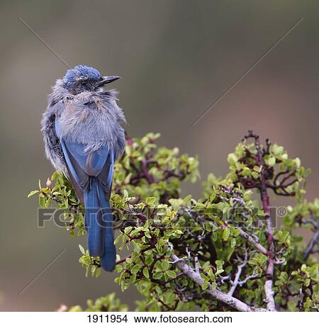 juvenile western scrub jay (aphelocoma californica) perched along the south rim of the grand canyon national park; arizona, united states of america View Large Photo Image Picture - juvenile western scrub jay (aphelocoma californica) perched along the south rim of the grand canyon national park; arizona, united states of america. Fotosearch