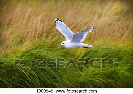 kittiwake (rissa) in flight; skagway, alaska, united states of america View Large Photo Image Stock Photography - kittiwake (rissa) in flight; skagway, alaska, united states of america. Fotosearch