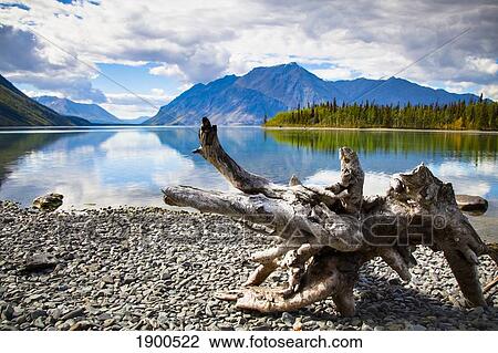 lake kathleen in kluane national park and reserve in the yukon wilderness; haines junction, yukon territory, canada View Large Photo Image Stock Image - lake kathleen in kluane national park and reserve in the yukon wilderness; haines junction, yukon territory, canada. Fotosearch