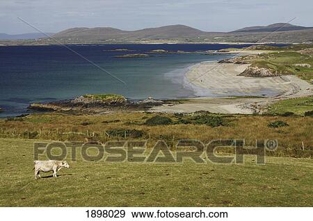 lettergesh beach on the renvyle peninsula; county galway, ireland View Large Photo Image Stock Photo - lettergesh beach on the renvyle peninsula; county galway, ireland. Fotosearch
