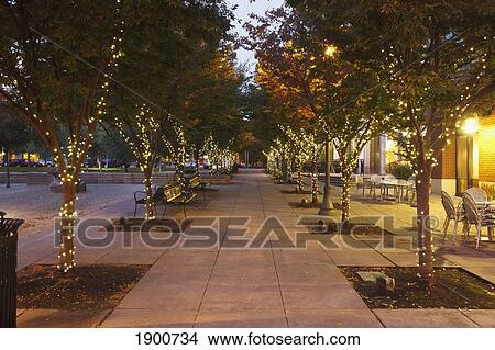 lights on the trees in jamison square in the pearl district; portland, oregon, united states of america View Large Photo Image Picture - lights on the trees in jamison square in the pearl district; portland, oregon, united states of america. Fotosearch