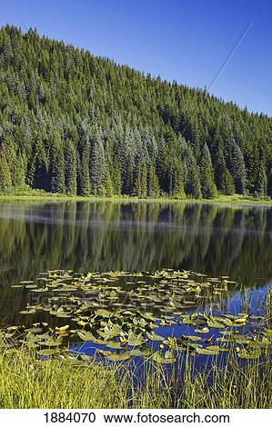 Stock Image - lily pads and a reflection of the trees in trillium lake in the oregon cascades; oregon, united states of america. Fotosearch