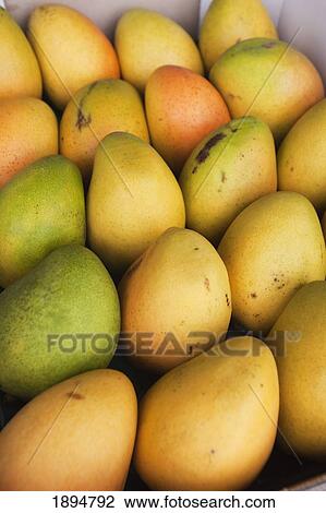 mangos in a row View Large Photo Image Stock Image - mangos in a row. Fotosearch