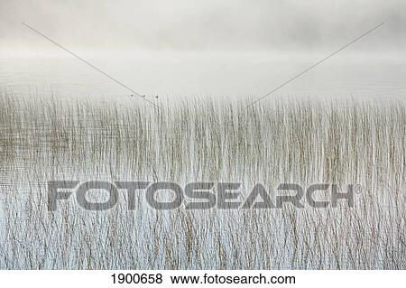mist on a lake with reeds; ontario, canada View Large Photo Image Stock Photo - mist on a lake with reeds; ontario, canada. Fotosearch