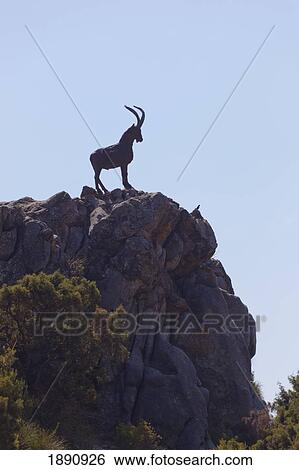 monument to cabra hispanica, the spanish mountain goat at mirador de puerto rico; ojen, malaga, andalusia, spain View Large Photo Image Stock Photograph - monument to cabra hispanica, the spanish mountain goat at mirador de puerto rico; ojen, malaga, andalusia, spain. Fotosearch