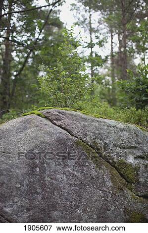 Stock Photo - moss growing on a rock; kristiansand, norway. Fotosearch