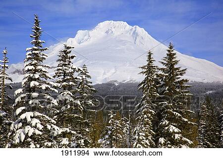 mount hood covered with snow in the oregon cascades; oregon, united states of america View Large Photo Image Picture - mount hood covered with snow in the oregon cascades; oregon, united states of america. Fotosearch