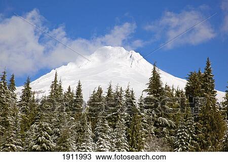 Stock Image - mount hood covered with snow in the oregon cascades; oregon, united states of america. Fotosearch