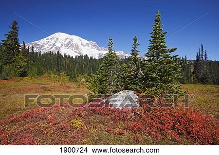 mount rainier and autumn colors in mt. rainier national park; washington, united states of america View Large Photo Image Picture - mount rainier and autumn colors in mt. rainier national park; washington, united states of america. Fotosearch