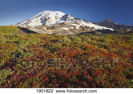 Stock Image - mount rainier in autumn in mt. rainier national park; washington, united states of america. Fotosearch