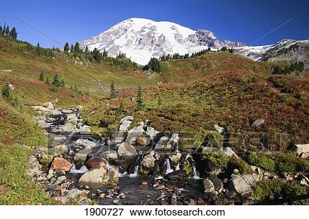 mount rainier in paradise park in mt. rainier national park; washington, united states of america View Large Photo Image Stock Photo - mount rainier in paradise park in mt. rainier national park; washington, united states of america. Fotosearch
